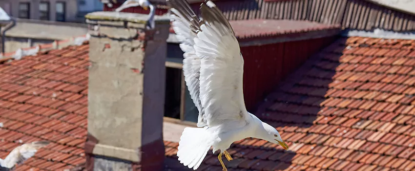 Residential Chimney Animal Removal Solution in Palm Springs, CA
